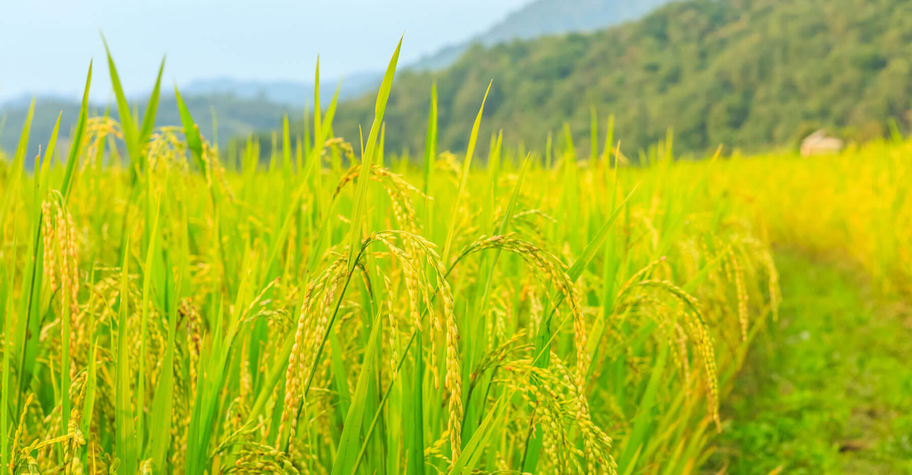 Rough Rice Price Chart